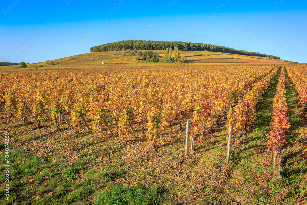 Le vignoble en Bourgogne