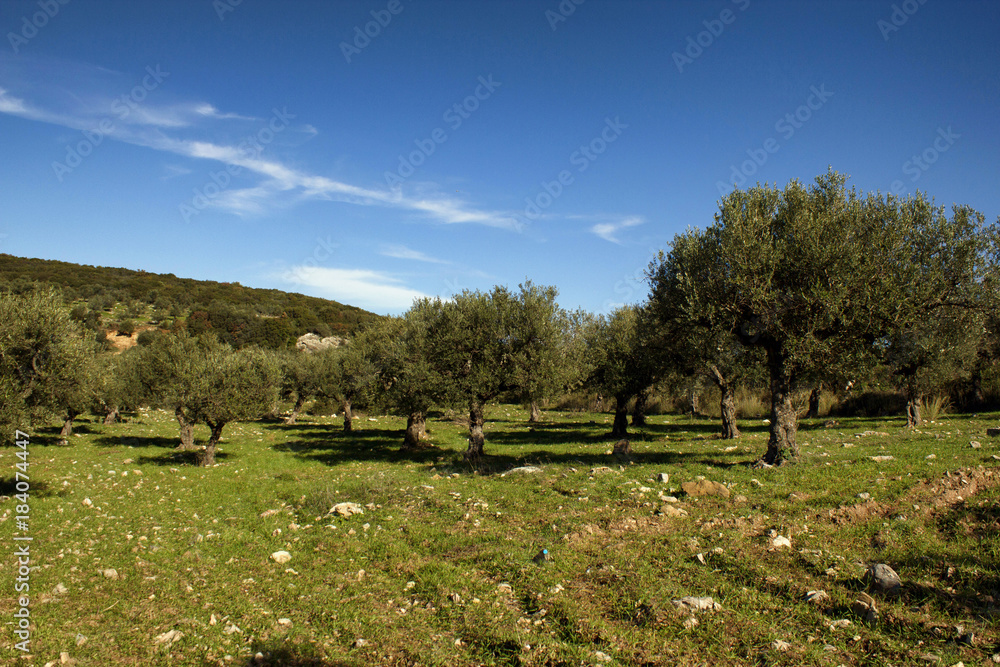 Greece, Peloponnese, Messinia, Kalamata, olive grove.