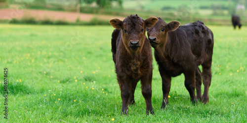 Two calves in field with buttercups