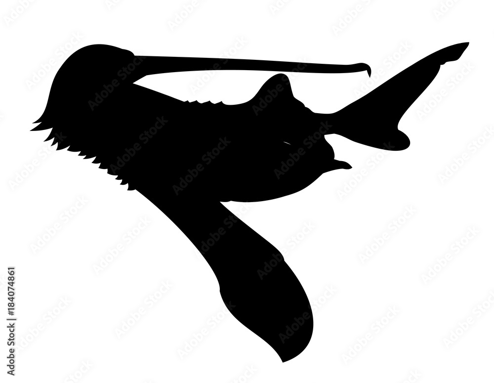 Silhouette of a pelican with a fish