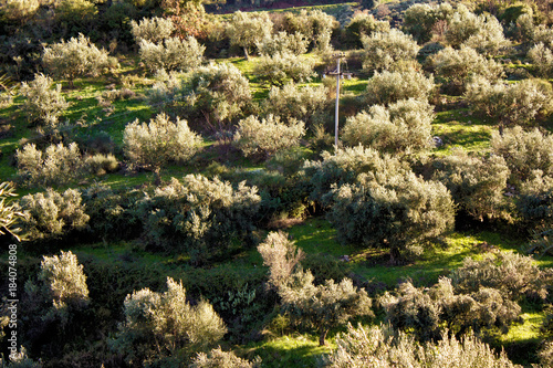 Greece, Peloponnese, Messinia, Kalamata, olive grove.
