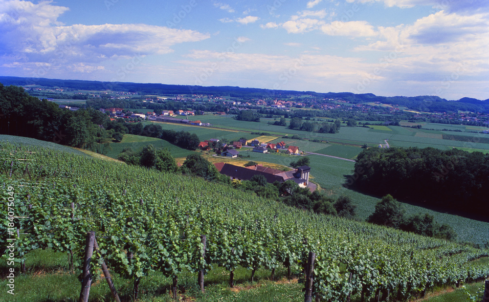 Austria: Wineplants in Burgenland in Steiermark | Weinplantagen in der Steiermark im Burgenland