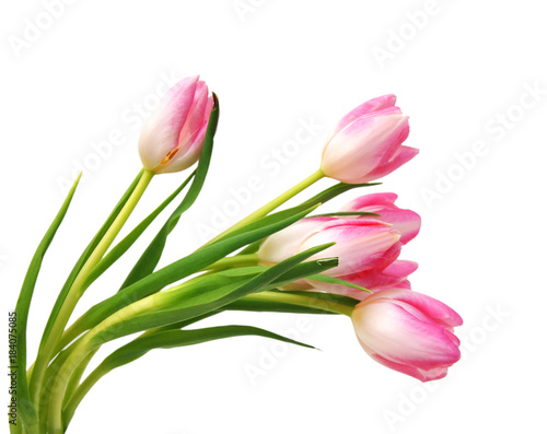 Fototapeta Naklejka Na Ścianę i Meble -  Pink tulips isolated on a pure white background 