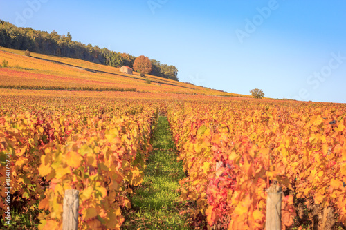 Le vignoble en Bourgogne photo