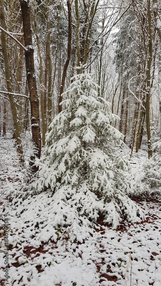 Fototapeta premium schneebedeckte Tanne
