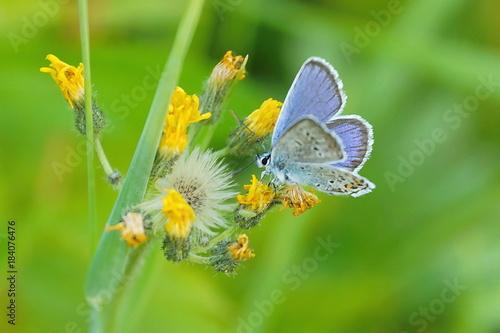 beautiful blue butterfly on flower collects nectar © Konstantin