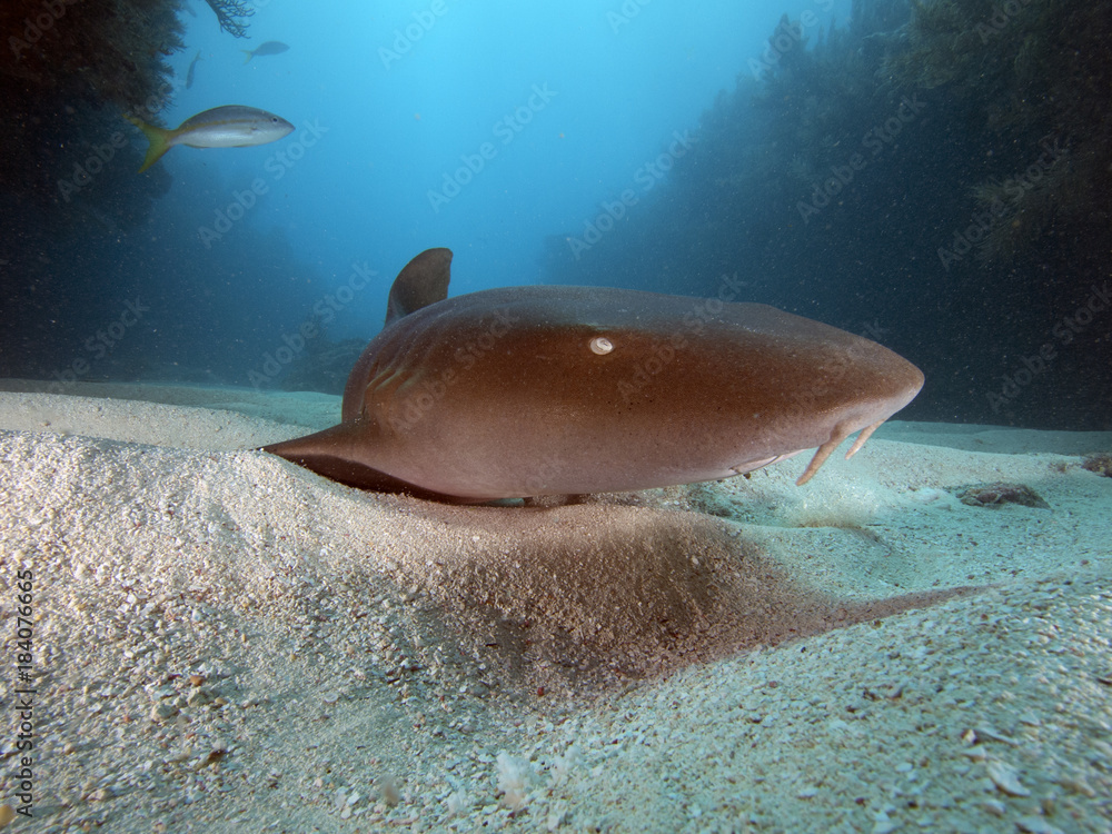 Fototapeta premium Nurse Shark (Florida)