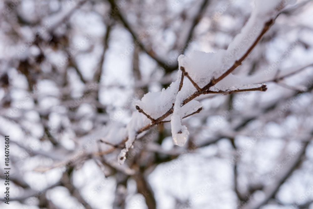 Schnee auf Ast am Baum