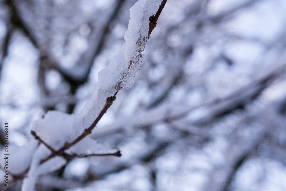 Schneebedeckter Ast am Baum