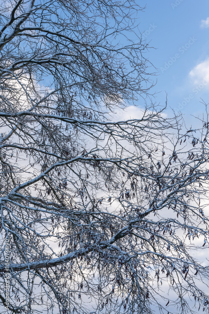 Baum im Winter Baum im Winter