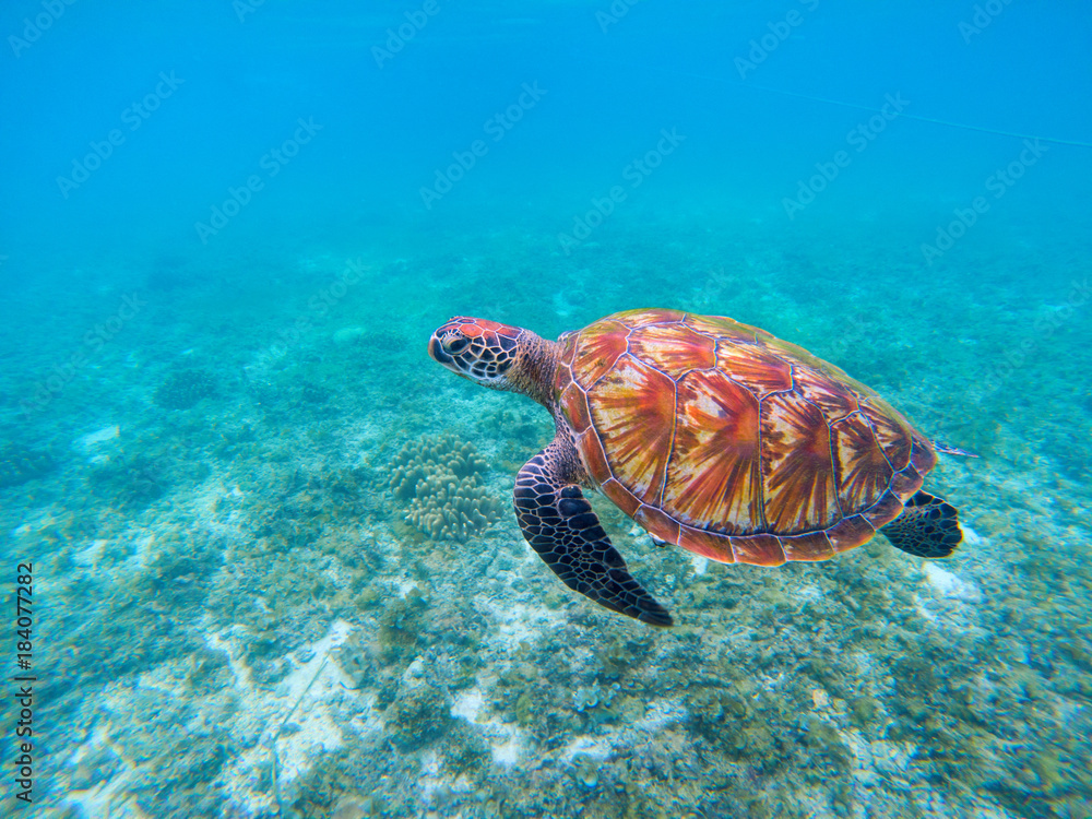Fototapeta premium Wild sea turtle in blue ocean closeup. Green sea turtle closeup.