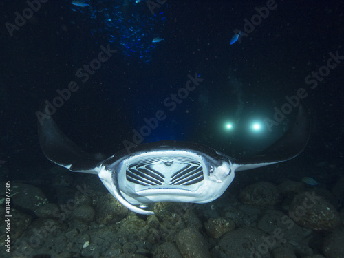 Manta Ray (Hawaii)