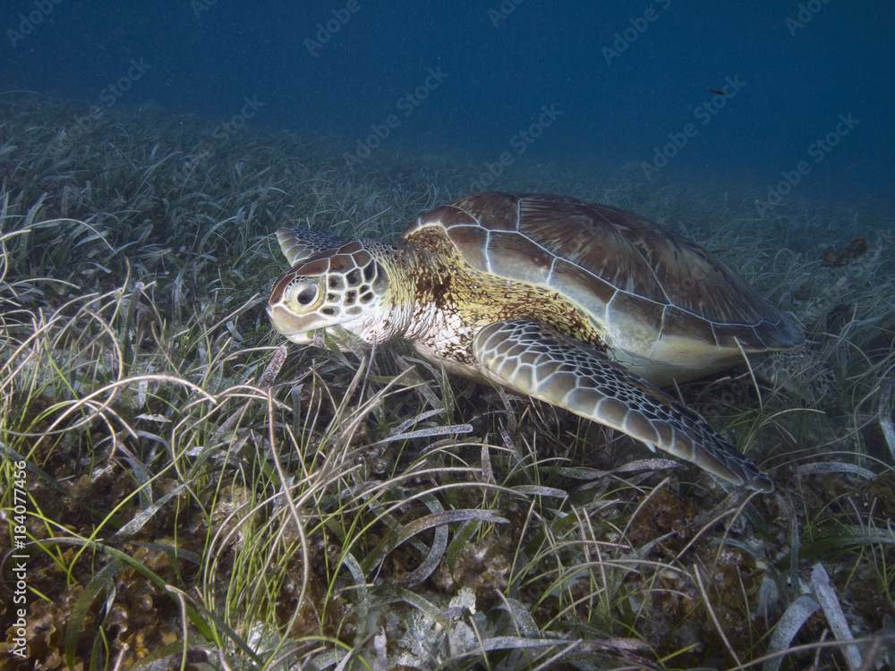 Fototapeta premium Green Sea Turtle (Belize)