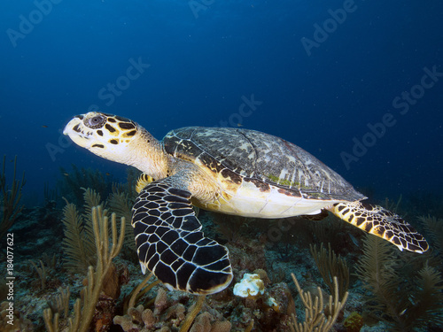 Hawksbill Sea Turtle (Belize)