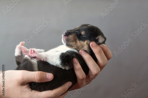 Kurzhaarcollie Welpe eine Woche alt