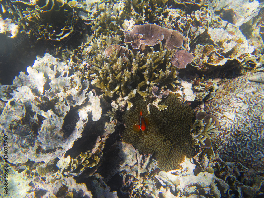 Orange anemonefish hiding in actinia. Undersea landscape photo.