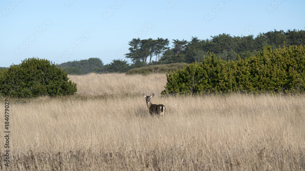 Black-tailed Deer in Point Cabrillo Preserve, Mendocino, California. Bluff by the Ocean provides a safe and nutritious environment for black-tailed deers.
