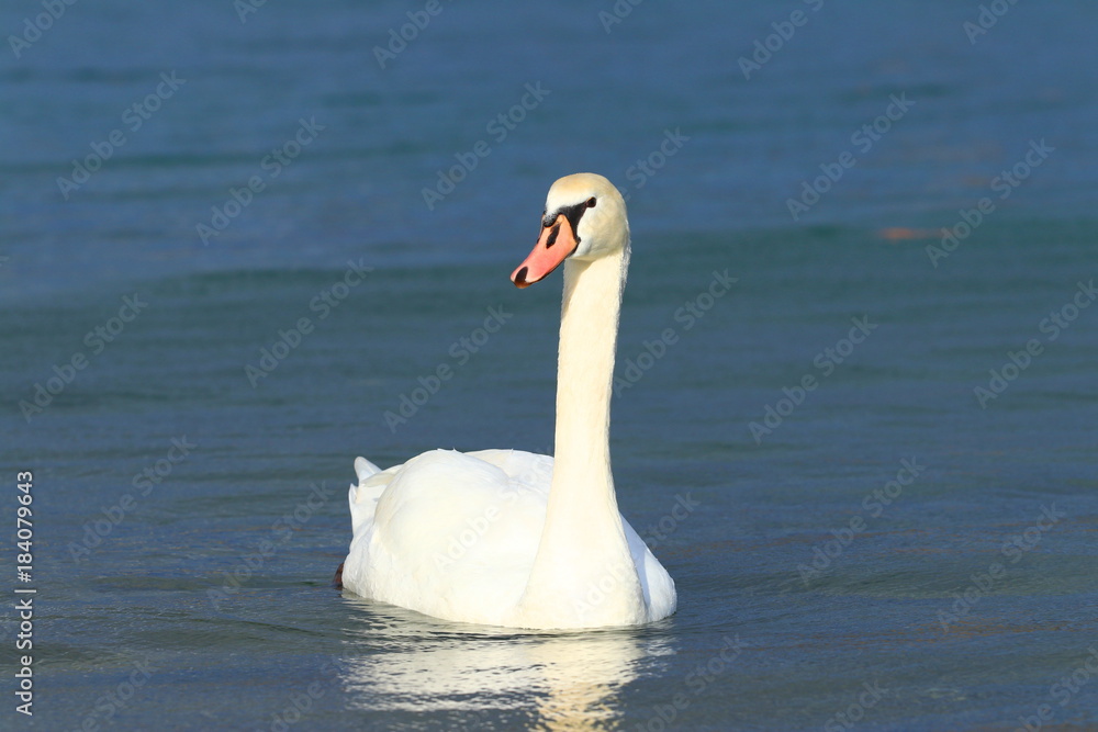 Swan Swan