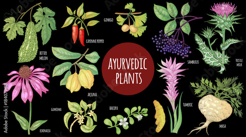 Set Ayurvedic medical herbs.