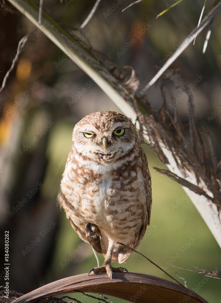 Obraz premium burrowing owl.
