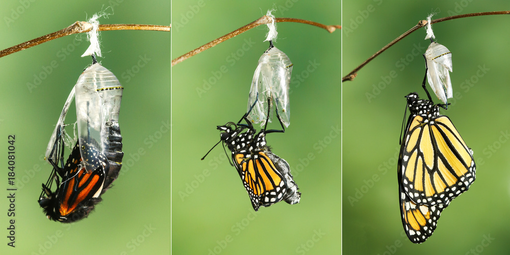 Fototapeta premium Monarch Butterfly (Danaus plexippus) suszący skrzydła po wyjściu z poczwarki