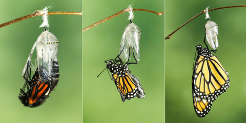 Poster Vlinder Monarchvlinder droogt vleugels na ontpopping  © Geza Farkas