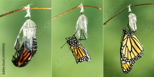 Foto Monarch Butterfly (Danaus plexippus) drying its wings  after emerging from its c