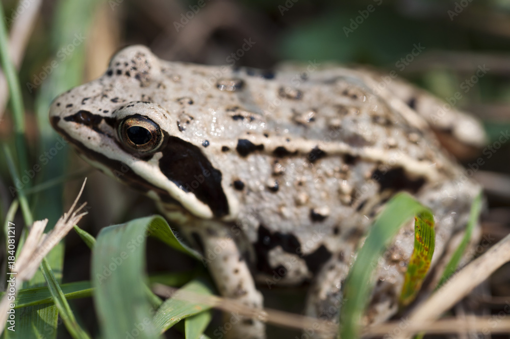macro photo of a small frog in nature macro photo of a small frog in nature