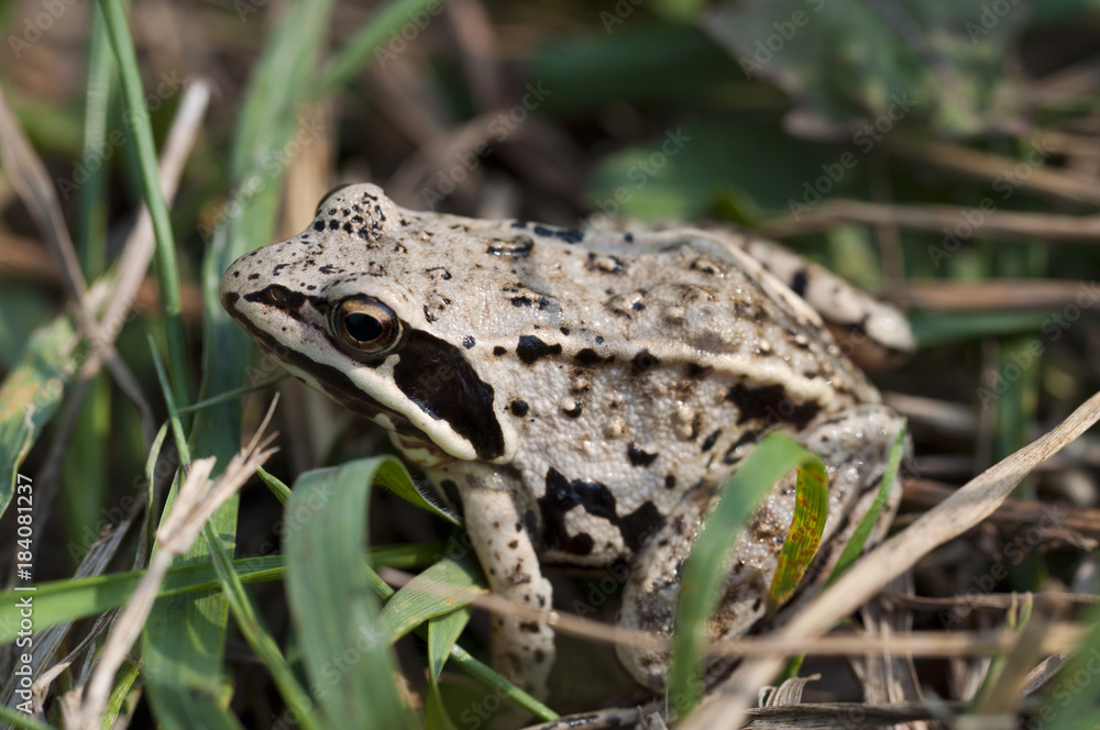 macro photo of a small frog in nature macro photo of a small frog in nature