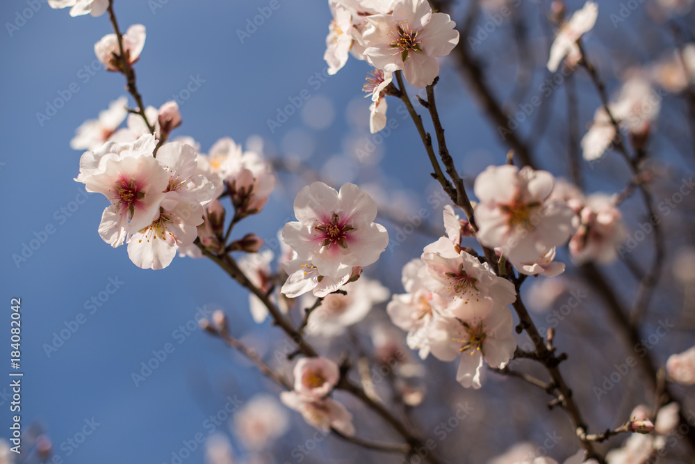 blossoming almond tree blossoming almond tree