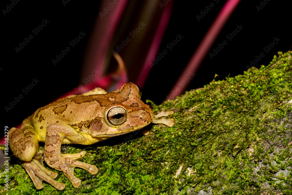 Common Mexican Tree Frog in Costa Rica Common Mexican Tree Frog in Costa Rica