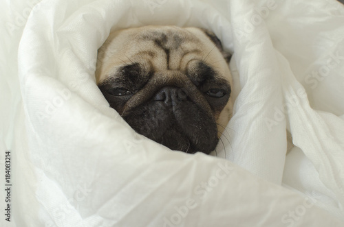 Sad  dog breed pug in blanket
