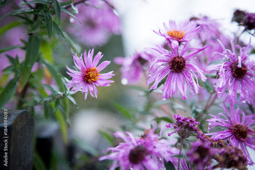 Zarte Blumen im regnerischem Herbst, Wassertropfen Zarte Blumen im regnerischem Herbst, Wassertropfen