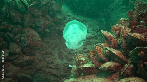 A young specimen of jellyfish in the Black Sea, Rhizostoma pulmo, floating in the water column. A scyphomedusa in the family Rhizostomatidae photo