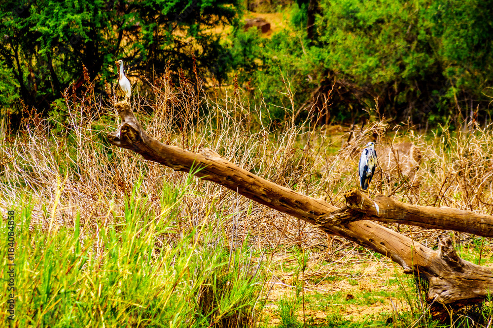 Blue Heron and Egret on an old Tree Branch along the Olifants River in Kruger Park near Phalaborwa on the Limpopo Mpumalanga provincial border in South Africa
