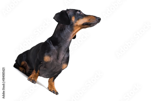 dog puppy dachshund, black and tan, looking up, isolated on white background © Masarik