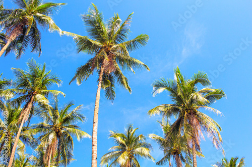 Tall palm tree forest on blue sky background. Coco palm photo.