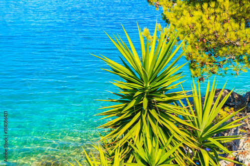 Green agave with sea water in background on sunny summer day, Dalmatia, Croatia photo