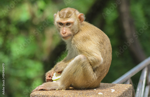 monkey sitting in the jungle © Nina