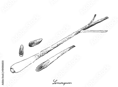 Hand Drawn of Lemon Grass on White Background