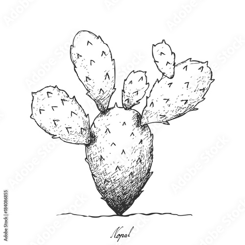 Hand Drawn of Nopal Cactus on White Background