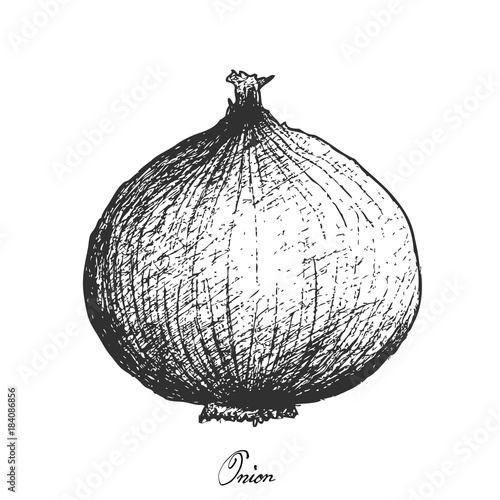 Hand Drawn of Fresh Yellow Onion on White Background photo