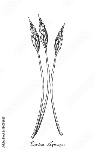 Hand Drawn of Prussian Asparagus on White Background