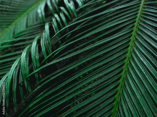 Fresh green leaves. Dark tone leaf in garden for natural tropical texture background and exotic style wallpaper.  