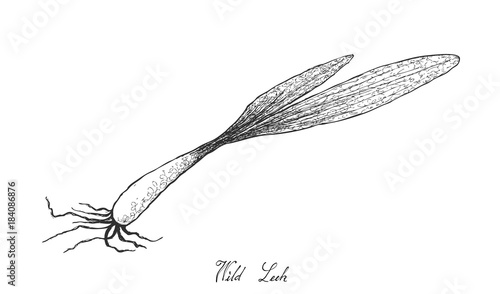 Hand Drawn of Wild Leek on White Background