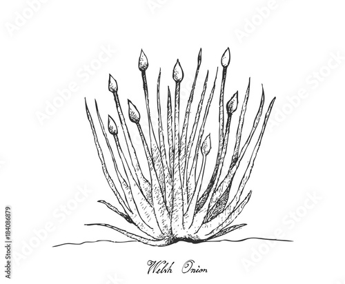 Hand Drawn of Welsh Onion on White Background