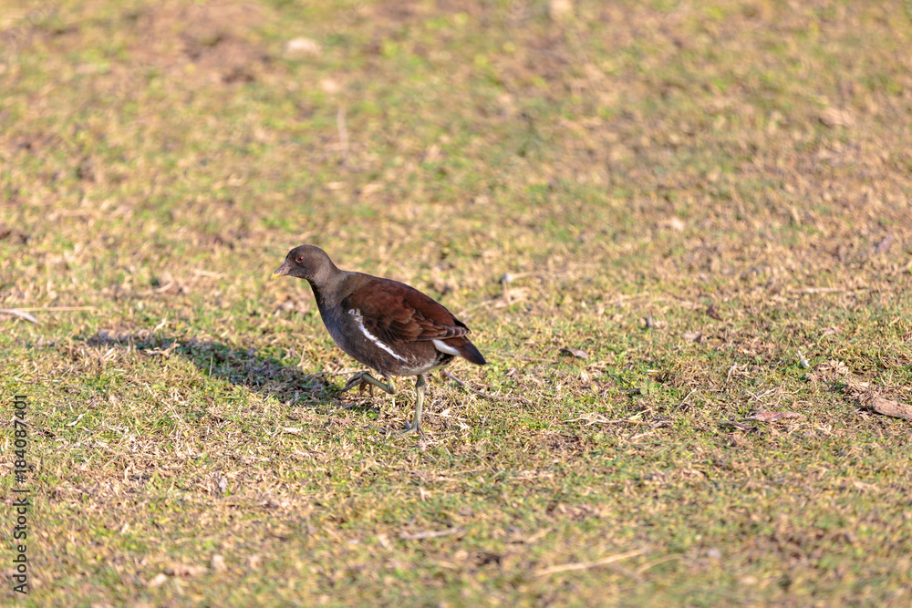 Wild bird Wild bird