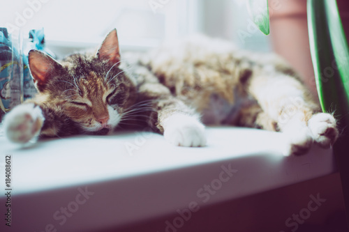 lazy cat on the window. in sunlight. vintage rustic photo style.
