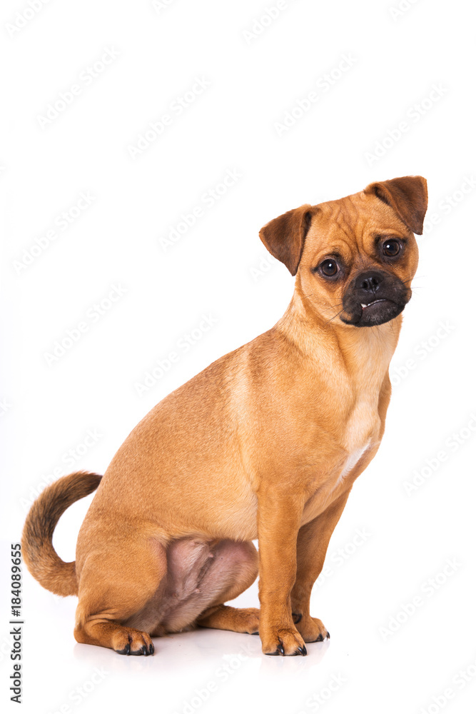 Obraz premium Sitzender Mopsmischling