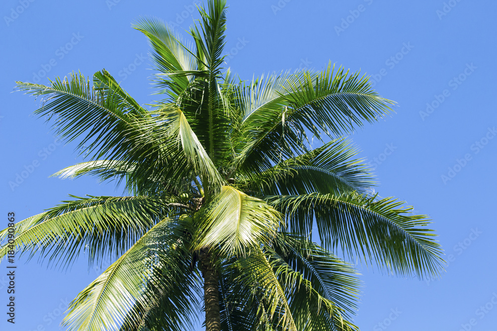 Fluffy palm tree crown on sunny blue sky background. Palm tree crown with green leaf on sky.